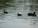 Anangeln 2011_29